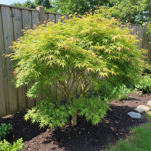 acer palmatum katsura.webp