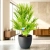 chamaerops hubilis.webp