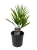 trachycarpus fortunei.webp