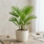 trachycarpus fortunei.webp