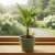 trachycarpus fortunei.webp